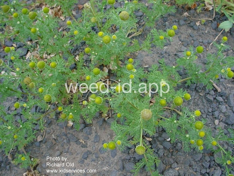 pineapple-weed